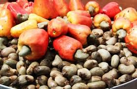 La Guinée-Bissau affiche sa satisfaction des résultats de la campagne 2025 de commercialisation de la noix de cajou