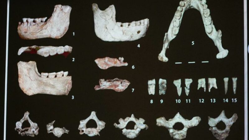 Maroc : De nouvelles découvertes fossiles à Casablanca enrichissent l&rsquo;histoire de l&rsquo;évolution humaine