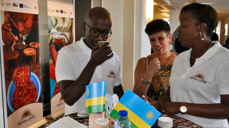 Le Rwanda réalise une production caféière record d’une valeur estimée à près de 150 millions de dollars en 2025