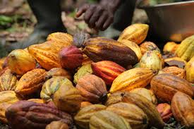 Cacao ivoirien : le régulateur dément toute paralysie des ports et évoque des pratiques frauduleuses