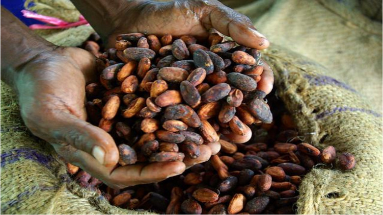 Quand le cacao devient un enjeu de puissance et d’influence pour la Côte d’Ivoire