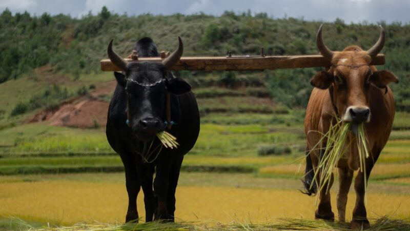 Madagascar: Bonne nouvelle pour la filière élevage en 2026 grâce à l’entregent du FIDA