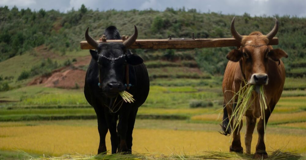 Madagascar: Bonne nouvelle pour la filière élevage en 2026 grâce à l’entregent du FIDA