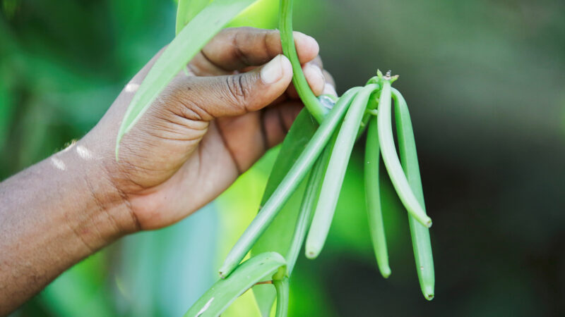 Le FIDA dresse le point de son apport à l’agriculture locale à Madagascar durant la période 2022-2026