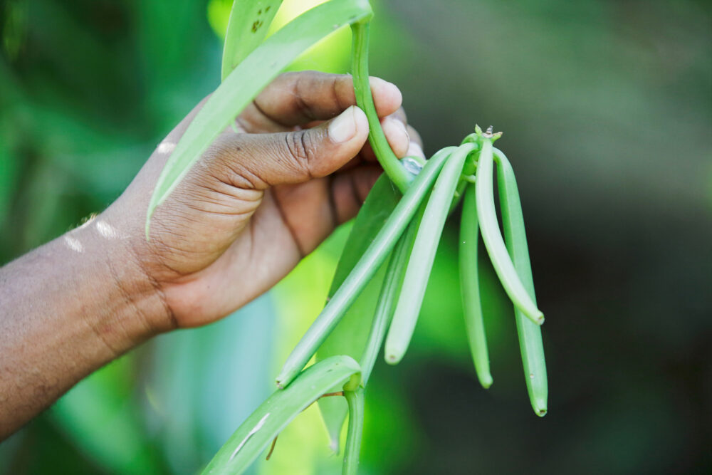 Le FIDA dresse le point de son apport à l’agriculture locale à Madagascar durant la période 2022-2026