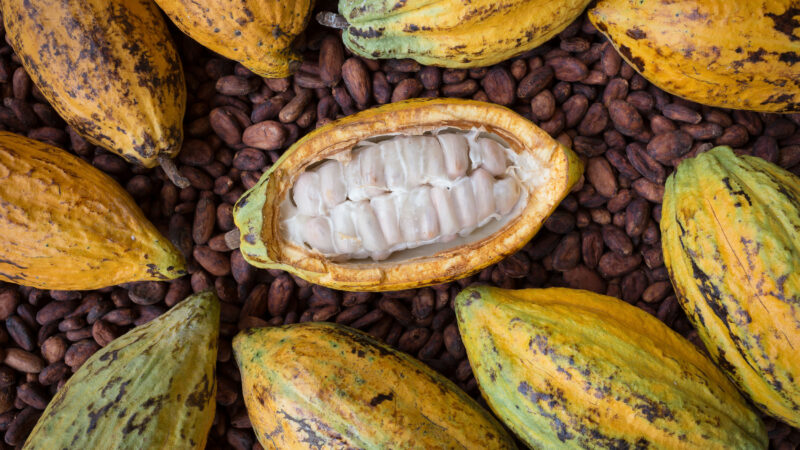 Madagascar revalorise la compétitivité de sa filière cacaoyère