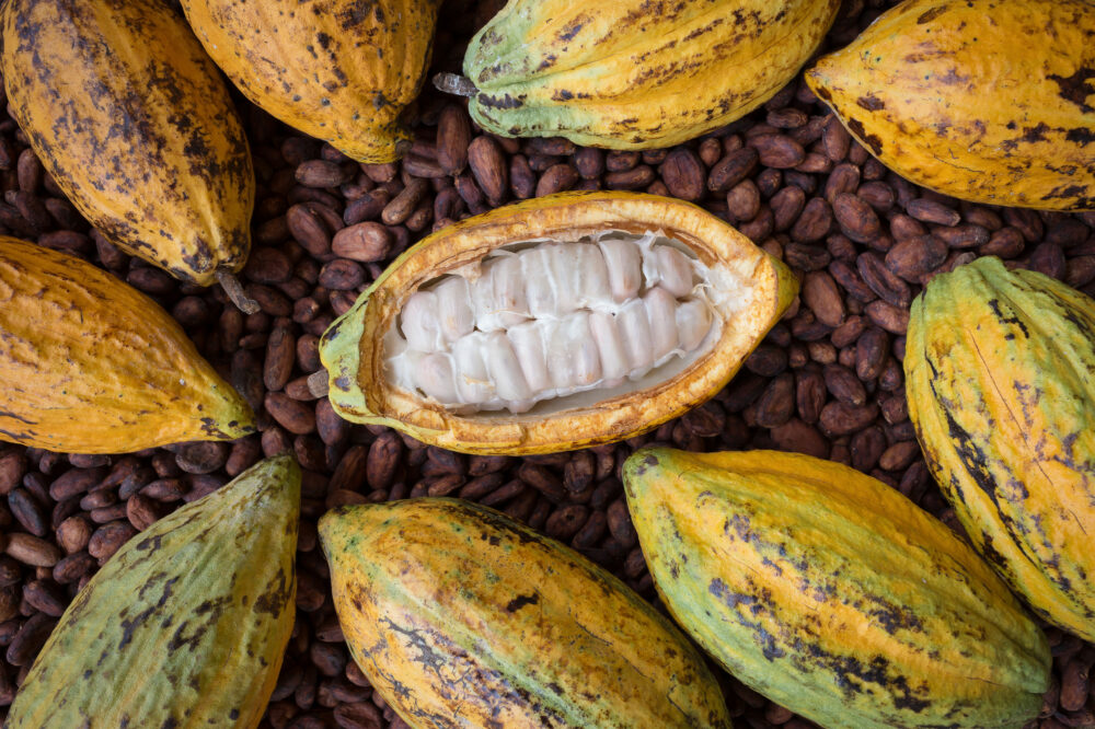 Madagascar revalorise la compétitivité de sa filière cacaoyère