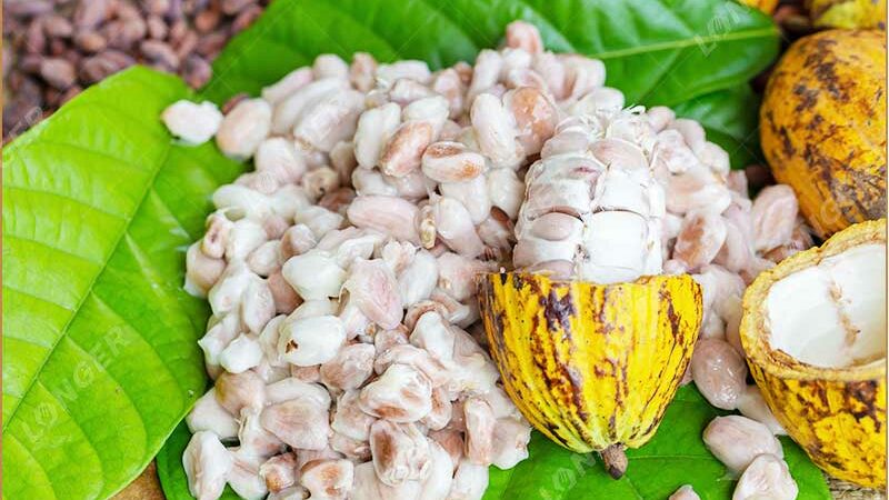 Côte d’Ivoire: Le prix minimum garanti du cacao aux producteurs stable pour la campagne 2026-2027