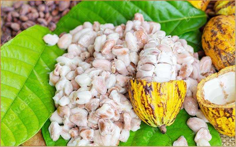 Côte d’Ivoire: Le prix minimum garanti du cacao aux producteurs stable pour la campagne 2026-2027