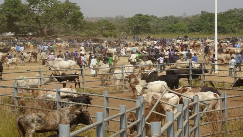 Remèdes officiels pour le financement des activités de développement de l&rsquo;élevage en Côte d&rsquo;Ivoire