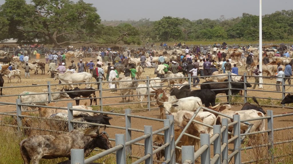 Remèdes officiels pour le financement des activités de développement de l&rsquo;élevage en Côte d&rsquo;Ivoire