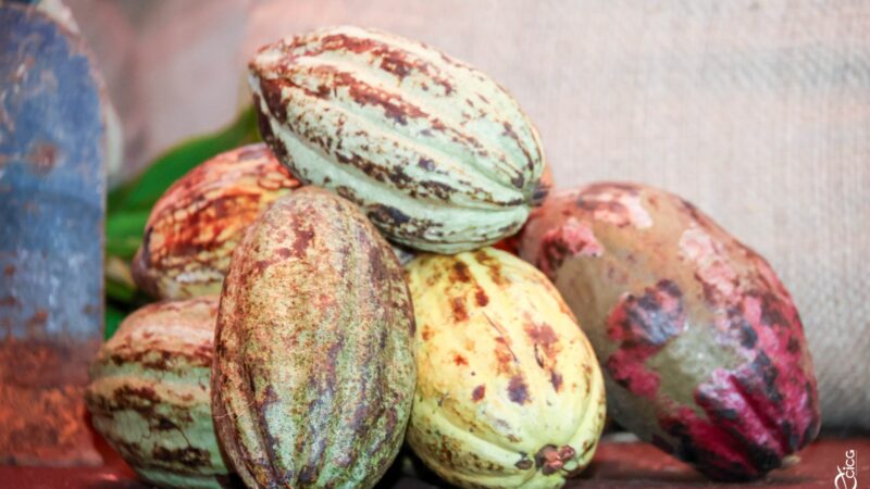 La Côte d’Ivoire se dote d’un Institut du café et du cacao pour valoriser autrement ces deux produits de rente