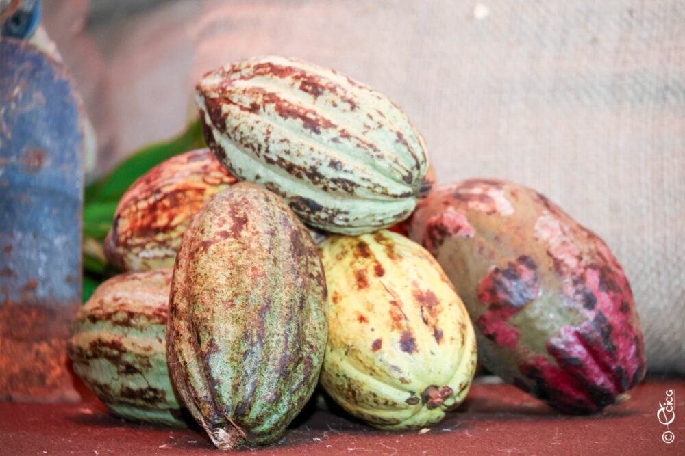 La Côte d’Ivoire se dote d’un Institut du café et du cacao pour valoriser autrement ces deux produits de rente