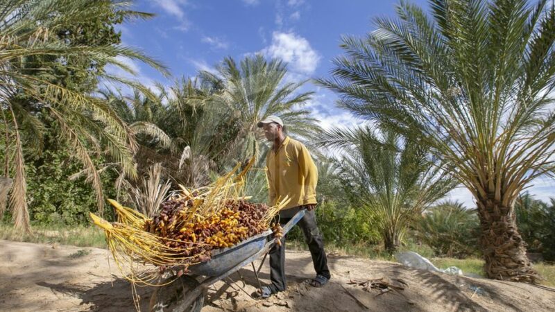 L’Observatoire tunisien de l’Agriculture se félicite des performances ses exportations «de produits biologiques» en 2026