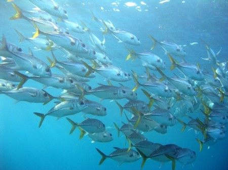 Mauritanie : Protéger la faune aquatique
