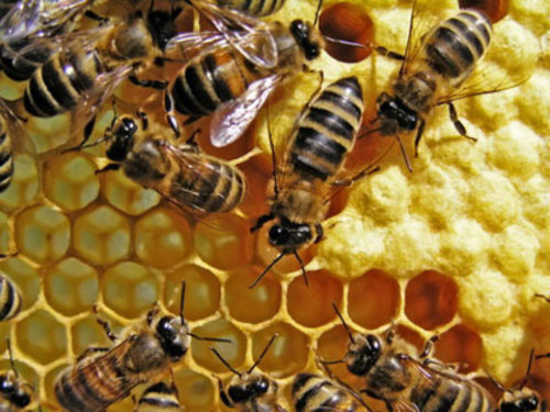 Maroc : modernisation du secteur apicole