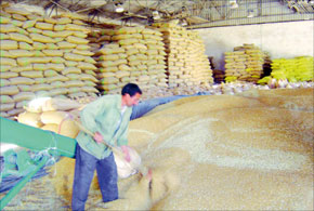 Les céréales françaises dominent le marché marocain
