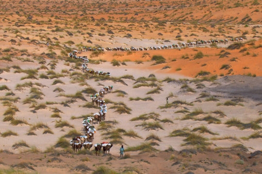 Mauritanie : les ressources forestières en déséquilibre