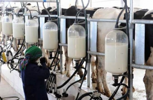 Tunisie: Le secteur laitier en difficulté